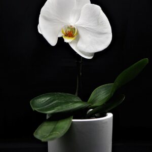 orchid, flower wallpaper, flower