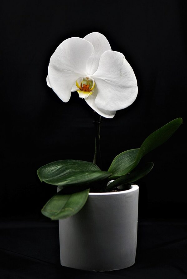 orchid, flower wallpaper, flower