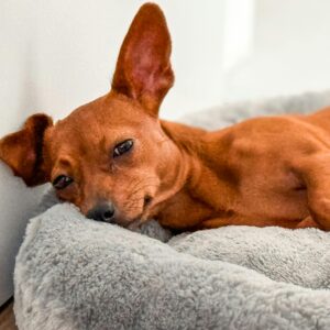 Puppy Lying Down