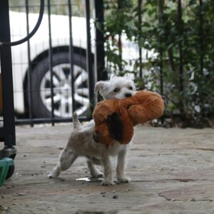 A White Puppy with Plush Toy on Mouth