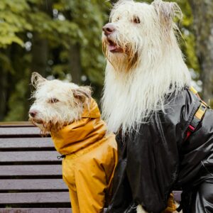 White Long Coated Dogs Sitting on Wooden Bench