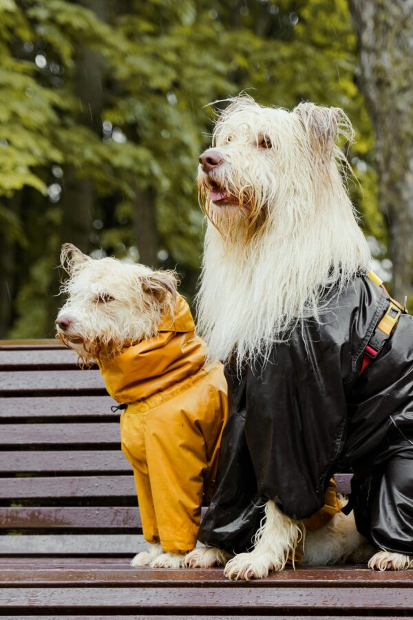 White Long Coated Dogs Sitting on Wooden Bench